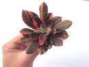 Echeveria 'Hanaikada' Variegated 4" Succulent Plant