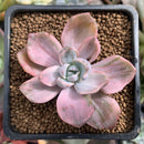 Graptoveria 'Mrs. Richards' Variegated 2" Succulent Plant