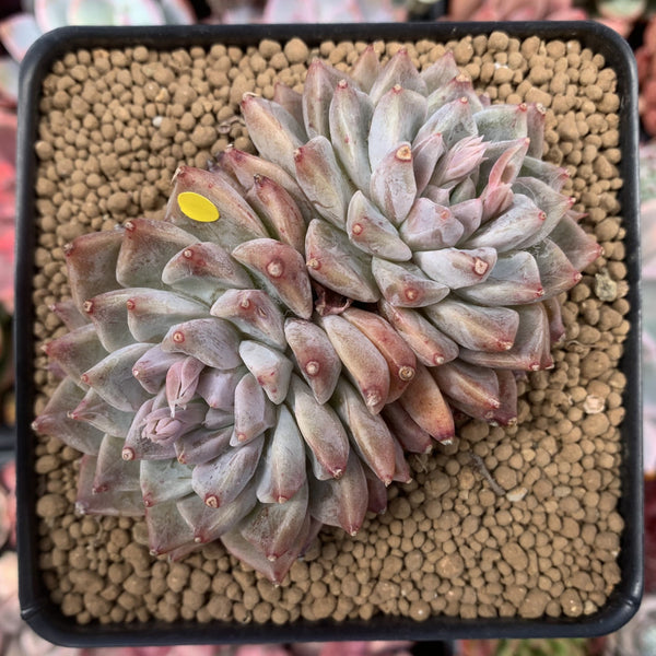 Echeveria 'Moiré' 3-4" Cluster Powdery Succulent Plant