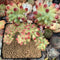 Sedum 'Pachyphyllum' Crested 3" Succulent Plant