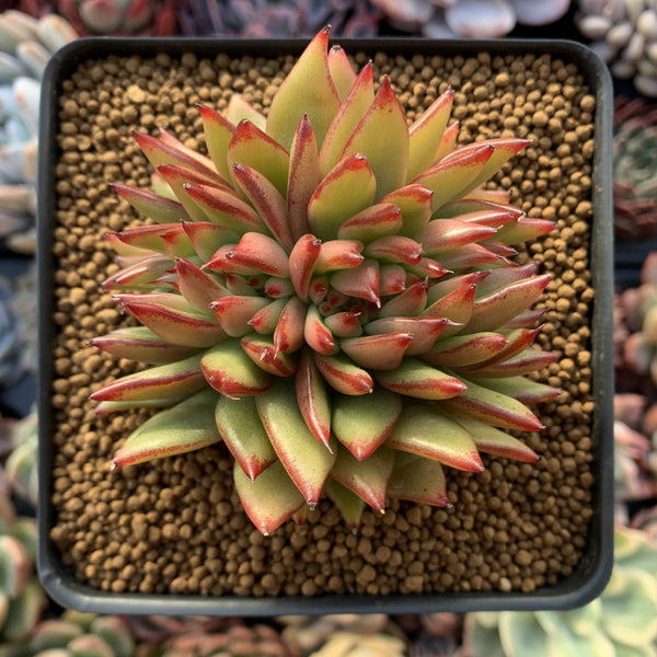 Echeveria Agavoides 'Ebony' Crested Cluster 3"-4" Succulent Plant