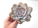 Echeveria 'Laui' 4"-5" Powdery Succulent Plant