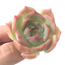 Echeveria 'Rosanna' Small 1"-2" Succulent Plant