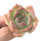 Echeveria 'Rosanna' Small 1"-2" Succulent Plant