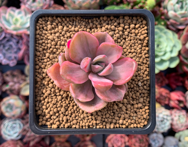 Graptoveria 'Mrs. Richards' Variegated 1"-2" Succulent Plant