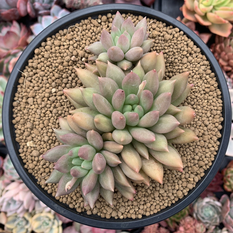 Pachyphytum 'Orange Light' 4" Succulent Plant