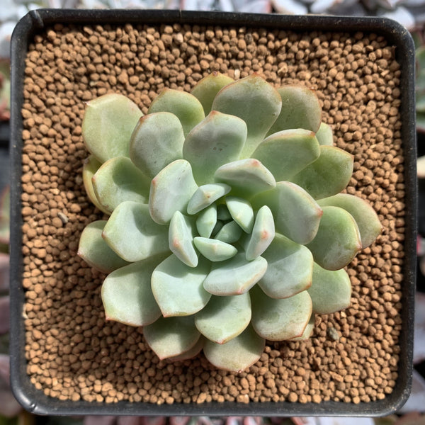 Echeveria sp. 2" Succulent Plant