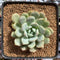 Echeveria sp. 2" Succulent Plant