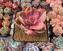 Echeveria 'Golden State' Variegated 3" Succulent Plant