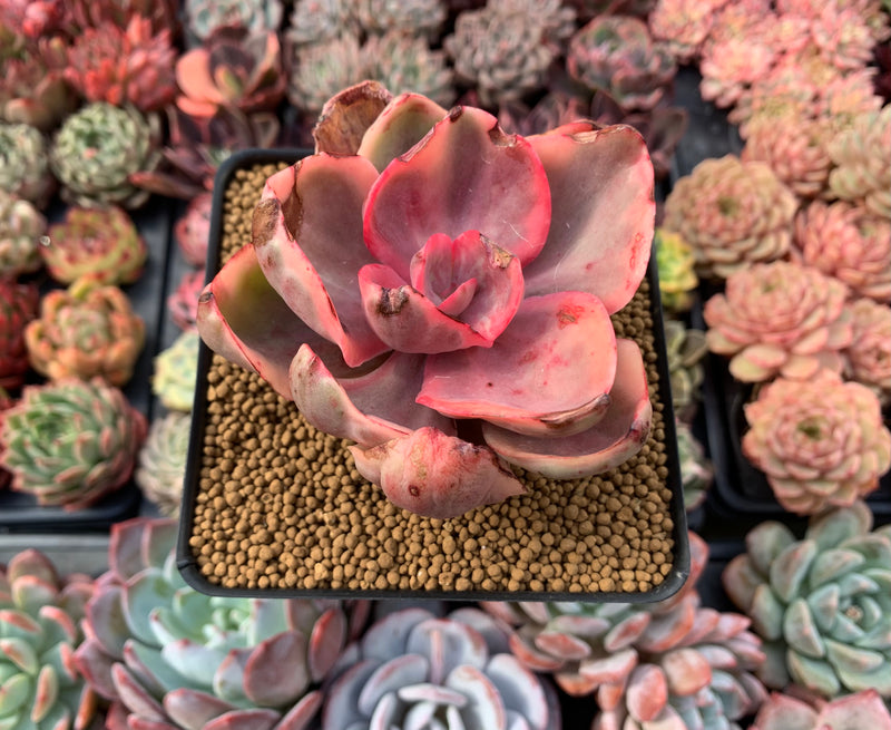 Echeveria 'Golden State' Variegated 3" Succulent Plant