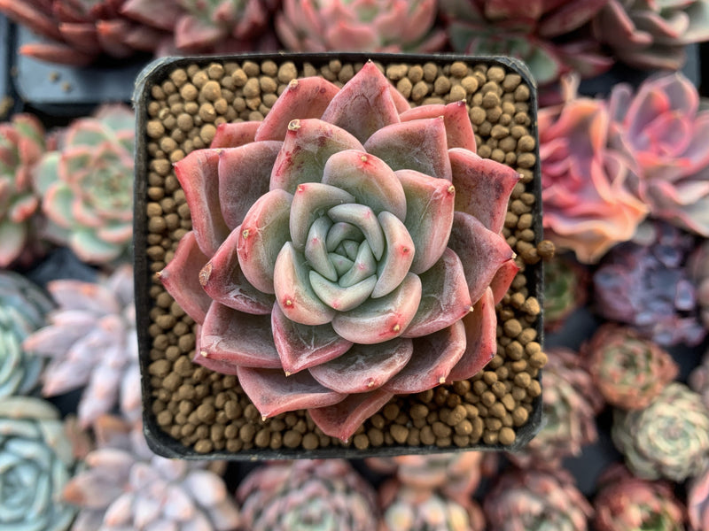 Echeveria 'Blue Surf' 2" Succulent Plant