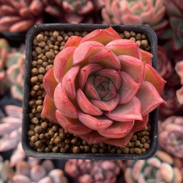 Echeveria Agavoides sp. 2" Succulent Plant