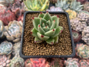 Echeveria Agavoides 'Kobane' 2" Succulent Plant