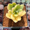 Pachyphytum 'Doctor Cornelius' Variegated 2" Succulent Plant