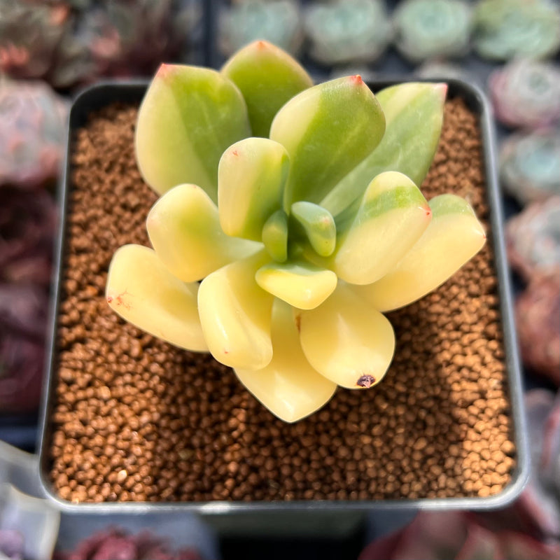 Pachyphytum 'Doctor Cornelius' Variegated 2" Succulent Plant