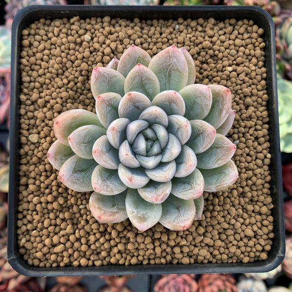 Echeveria 'Elsa' 2" Powdery Succulent Plant