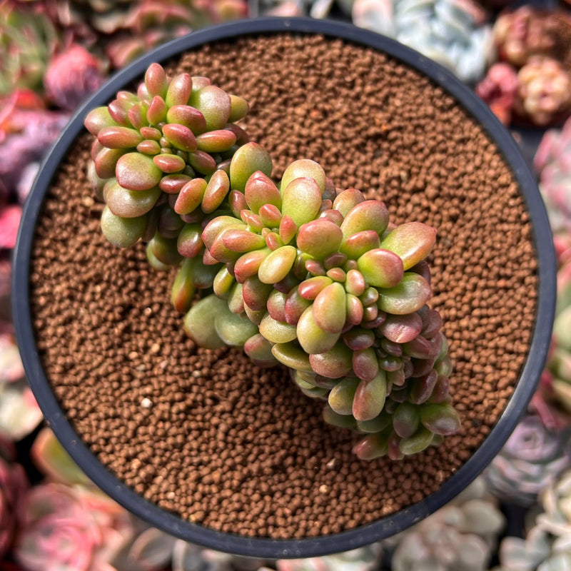 Sedum 'Lucidum Obesum' Crested 3" Succulent Plant