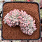 Echeveria 'Ariel' 2" Crested Cluster Succulent Plant