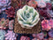 Echeveria 'Compton Carousel' 2" Succulent Plant