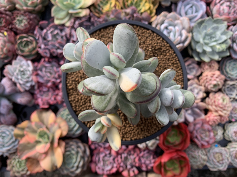 Cotyledon 'Orbiculata' Variegated 5" Large Very Rare Succulent Plant