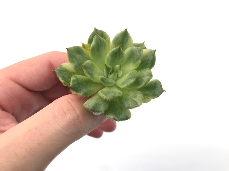 Echeveria Agavoides 'Eve' Variegated 2"-3" Rare Succulent Plant