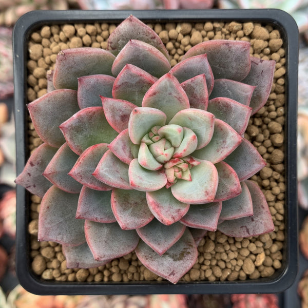 Echeveria Agavoides 'Blood Spirit' 2" Succulent Plant