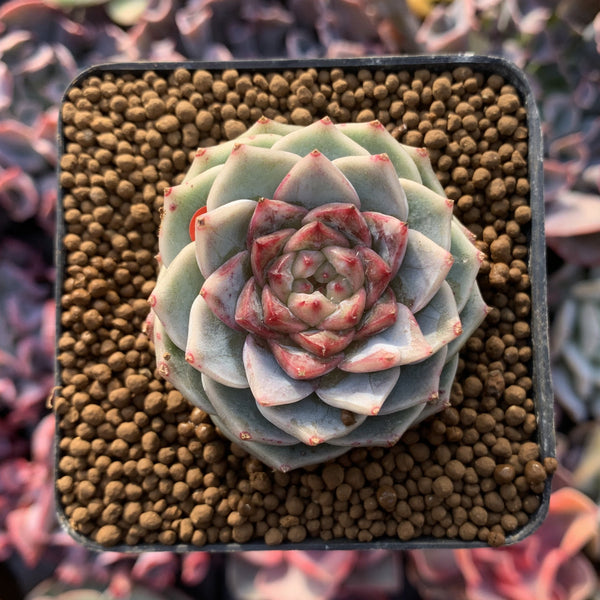 Echeveria 'Red Velvet' 2" Powdery Succulent Plant