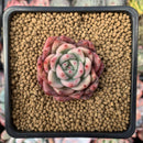 Echeveria Agavoides 'Raja' 1" Small Succulent Plant