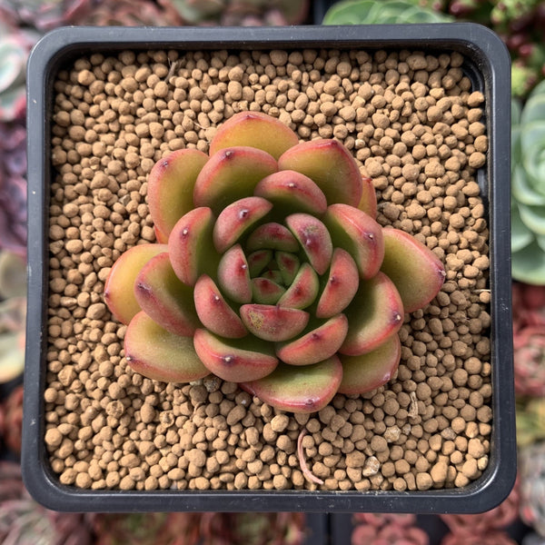 Echeveria Agavoides 'Rocci' 2" Succulent Plant