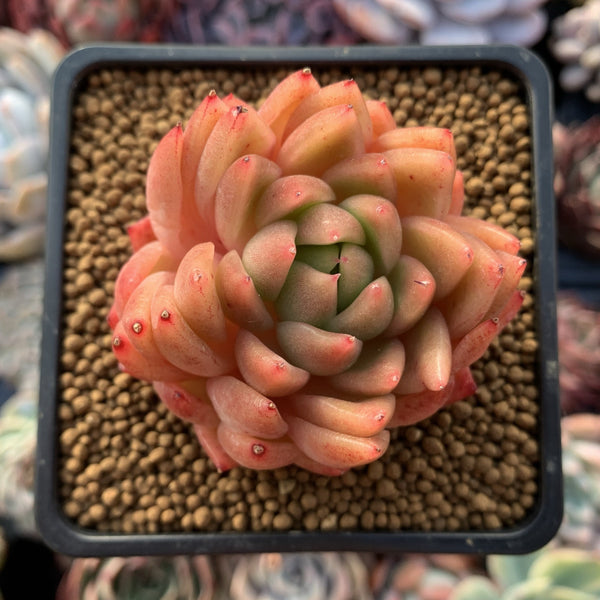 Echeveria Agavoides 'Prolifera' Hybrid 2"-3" Succulent Plant