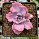 Graptoveria 'Mrs. Richards' Variegated 2" Succulent Plant