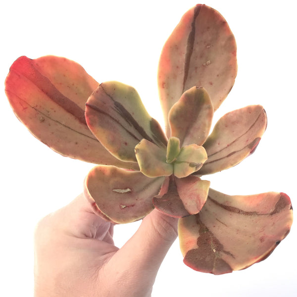 Echeveria 'Fimbriata' Variegated AKA 'Fasciculata' 5" Succulent Plant