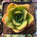 Echeveria 'Jude' 2" Succulent Plant