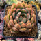 Echeveria Agavoides 'Pink Dragon' 3" Succulent Plant