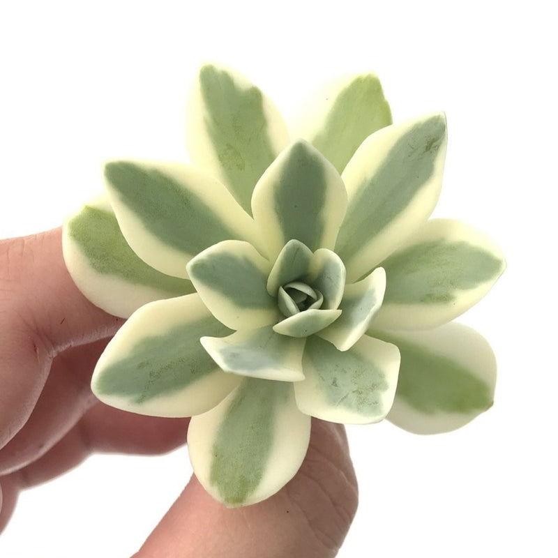 Orostachys 'Fuji' Variegated Small 1"-2" Rare Succulent Plant