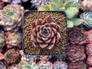 Echeveria Agavoides 'Jelly Peach' Small 1" Succulent Plant