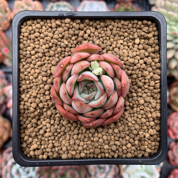 Echeveria Agavoides 'Pink Dragon' 2" Succulent Plant