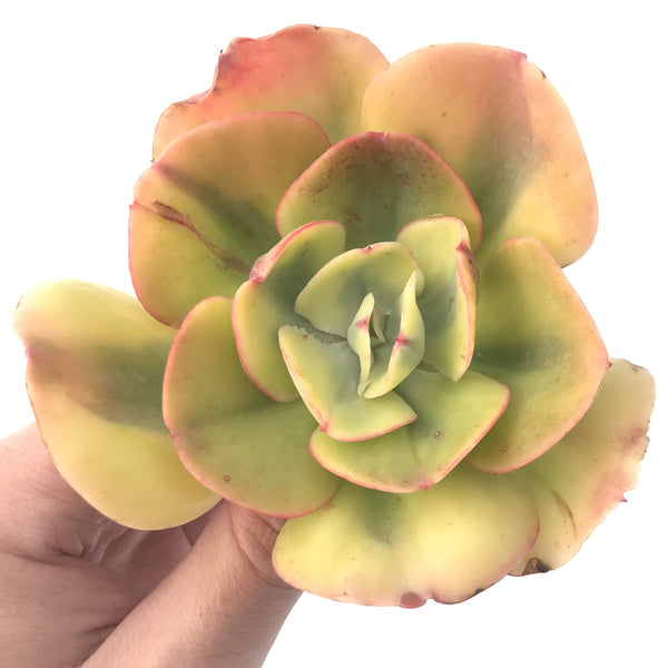 Echeveria 'Enfant' Variegated 3"-4 Succulent Plant