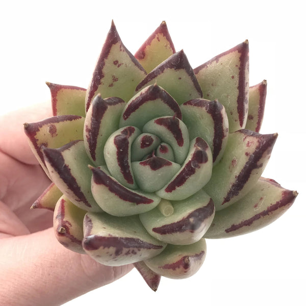 Echeveria Agavoides Montana Hybrid 2”-3” Rare Succulent Plant