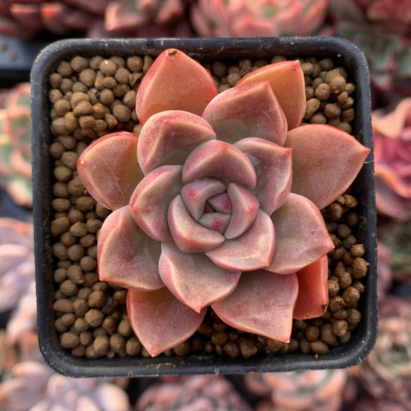 Echeveria 'Moralbi' 1” Succulent Plant