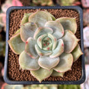 Echeveria 'Angelina' 2" Succulent Plant