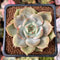 Echeveria 'Angelina' 2" Succulent Plant