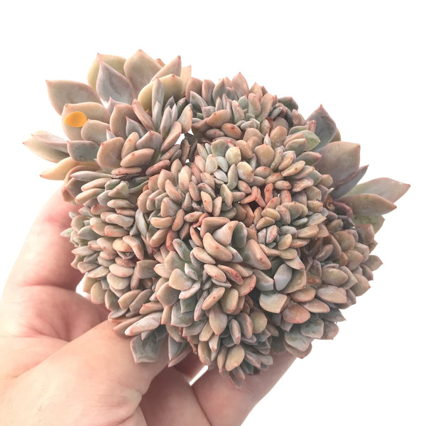 Graptoveria 'Debbie' Crested 5"-6" Rare Succulent Plant