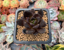 Echevera 'Blackbird' 1" Succulent Plant