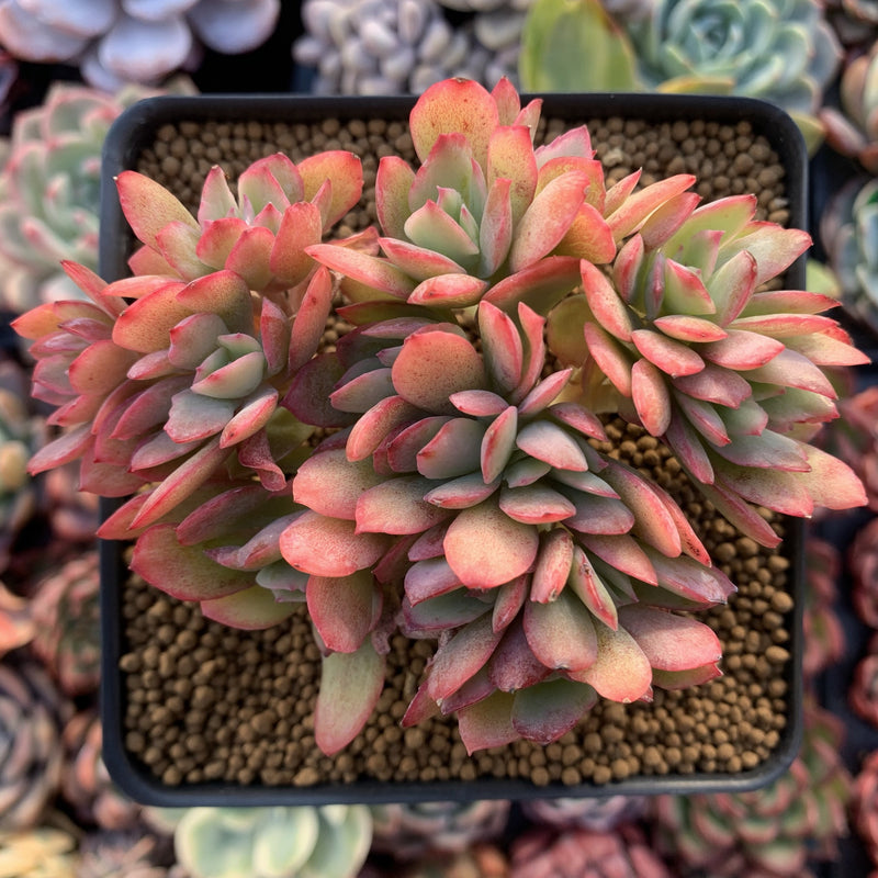 Echeveria 'Luella' Crested Cluster 2"-3" Succulent Plant