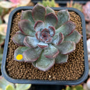 Echeveria 'Purple Stone' 2" Succulent Plant