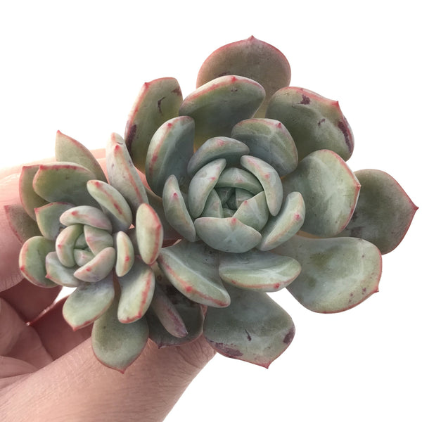 Echeveria 'Soul Mint' 3" Succulent Plant