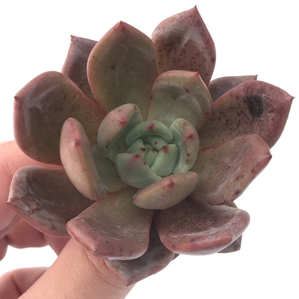 Echeveria Agavoides 'Baekya' 3" Succulent Plant