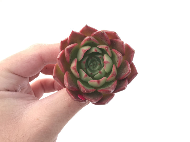 Echeveria 'Hailey' New Hybrid 2" Succulent Plant