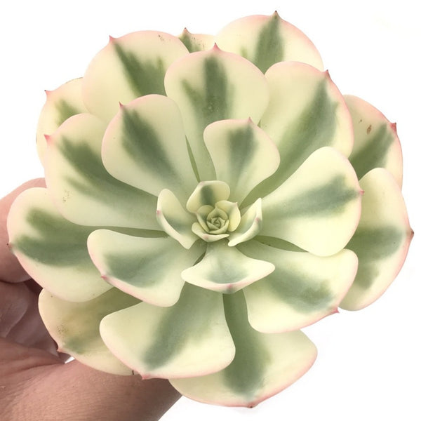 Echeveria 'Compton Carousel’ 3”-4" Succulent Plant